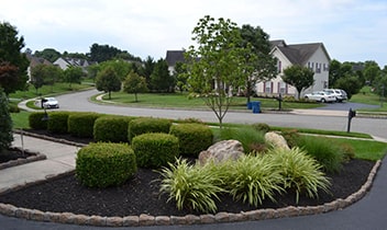 Accent - Planting