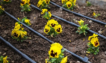 Drip Irrigation Flower Beds